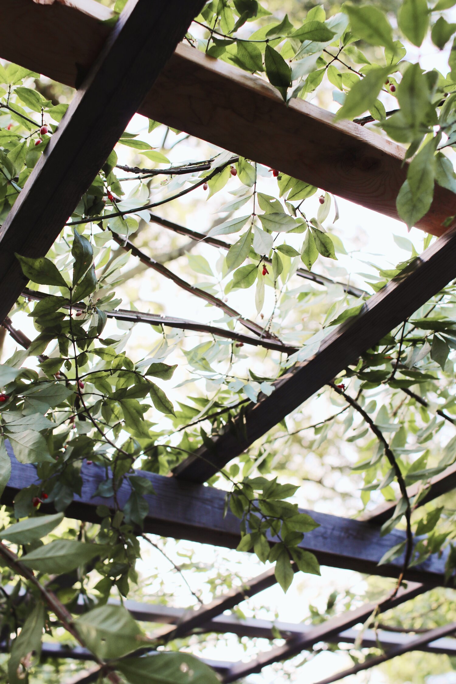 My Family's Sukkah, and a Poem | Rebekah Lowin